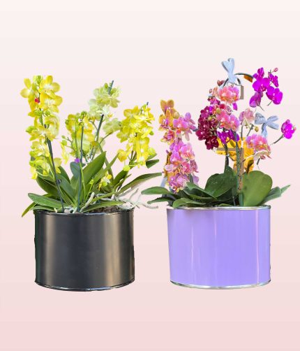 گل ارکیده 1